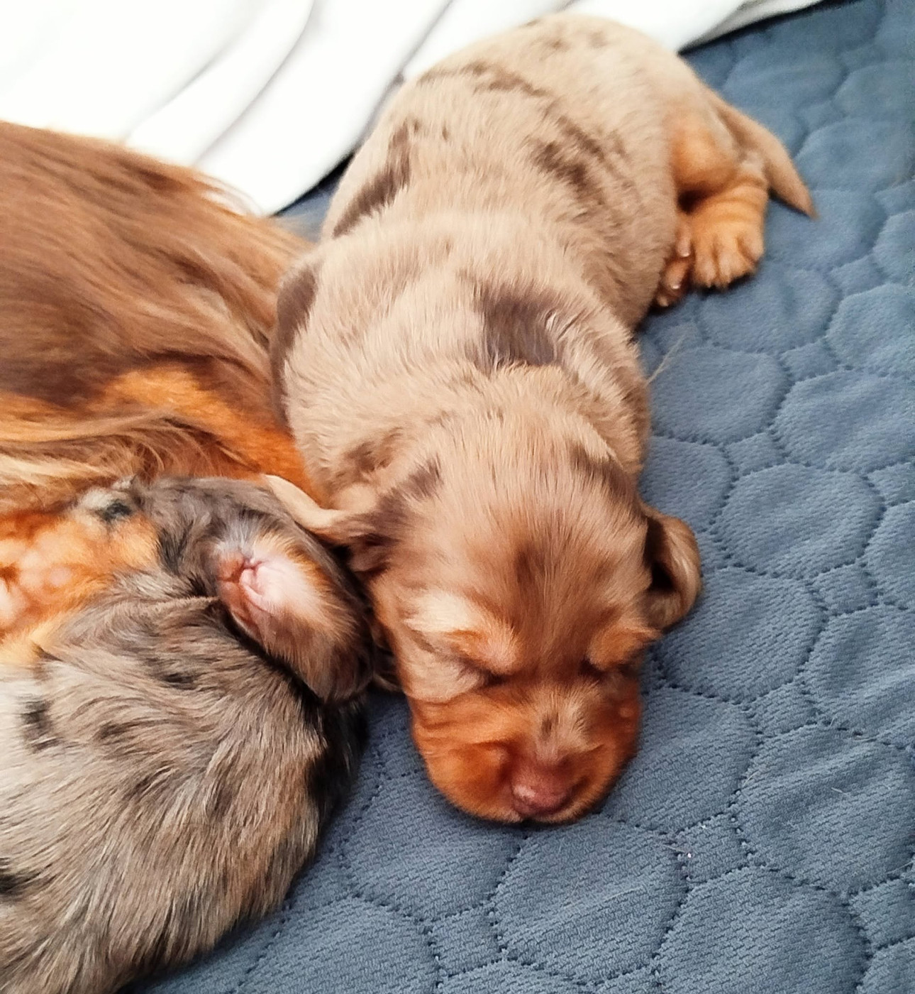 Du Bois Joli De Saint Jean - Chiots disponibles - Teckel poil long