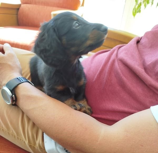 Du Bois Joli De Saint Jean - Chiots disponibles - Teckel poil long